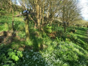 Telegraph pole and wild garlic