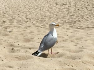 Seagull on Porthcurno beach